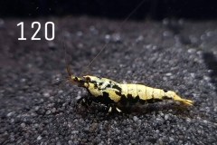 IMG_8381-1030x773 IMG_8381-1030x773