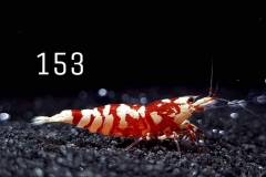 IMG_8386-1030x773 IMG_8386-1030x773