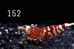 IMG_8390-1030x773 IMG_8390-1030x773