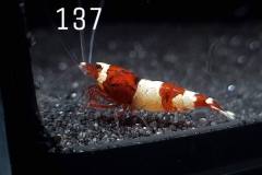 IMG_8392-1030x773 IMG_8392-1030x773