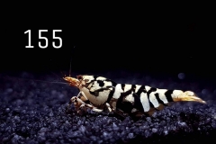 IMG_8394-1030x773 IMG_8394-1030x773