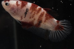 HBS2016-KoiBettaByKoiJudgesFemale-1 HBS2016-KoiBettaByKoiJudgesFemale-1
