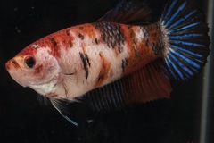 HBS2016-KoiBettaByKoiJudgesFemale-2 HBS2016-KoiBettaByKoiJudgesFemale-2