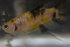 HBS2016-KoiBettaByKoiJudgesFemale-3 HBS2016-KoiBettaByKoiJudgesFemale-3