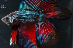 HBS2016-M10Allcolors-1