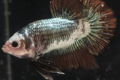 HBS2016-M10Allcolors-2