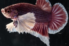 HBS2016-M10Allcolors-3