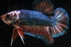 HBS2016-M2DarkbodyMarble-4