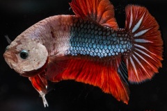 HBS2016-M2DarkbodyMarble-5