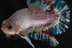 HBS2016-M2LightbodyMarble-1