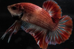 HBS2016-M2LightbodyMarble-2