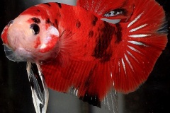 HBS2016-M2LightbodyMarble-3