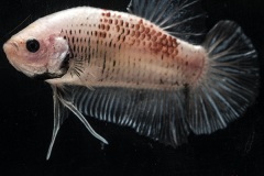 HBS2016-M2LightbodyMarble-4