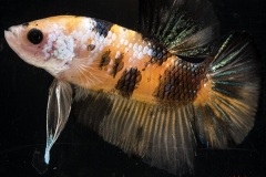 HBS2016-M2LightbodyMarble-5