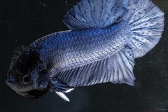 HBS2016-M2UnicolorIridescent-1