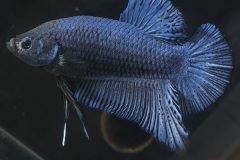 HBS2016-M2UnicolorIridescent-2