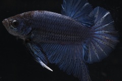 HBS2016-M2UnicolorIridescent-3