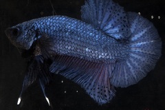 HBS2016-M2UnicolorIridescent-4