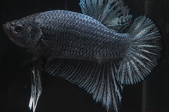 HBS2016-M2UnicolorIridescent-5