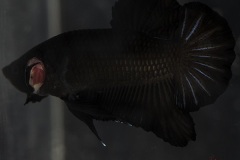 HBS2016-M2UnicolorNoniridescent-1