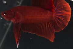 HBS2016-M2UnicolorNoniridescent-2