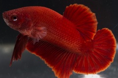 HBS2016-M2UnicolorNoniridescent-3