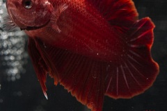 HBS2016-M2UnicolorNoniridescent-4