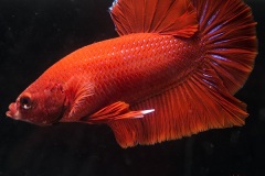 HBS2016-M2UnicolorNoniridescent-5