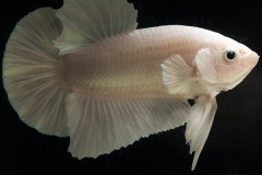 HBS2016-M3Allcolors-1