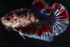 HBS2016-M3Allcolors-2