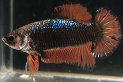 HBS2016-M3Allcolors-3