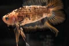 HBS2016-M4Allcolors-1