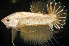 HBS2016-M5Allcolors-1