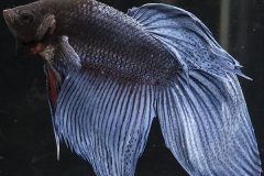 HBS2016-M6Unicolor-2