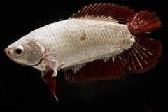 HBS2016-M6Unicolor-3