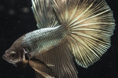 HBS2016-M7Unicolor-3