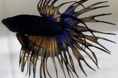 HBS2016-M9Allcolors-1