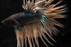 HBS2016-M9Allcolors-2