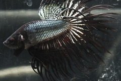 HBS2016-M9Allcolors-3