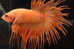 HBS2016-M9Allcolors-4