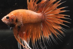 HBS2016-M9Allcolors-5