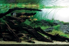 iaplc2007-1 iaplc2007-1