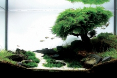 iaplc2007-10 iaplc2007-10