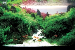 iaplc2007-11 iaplc2007-11