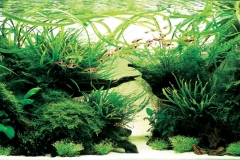 iaplc2007-15 iaplc2007-15