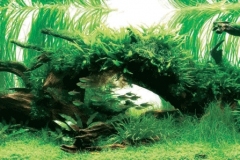 iaplc2007-16 iaplc2007-16