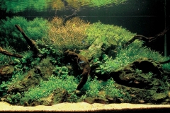 iaplc2007-17 iaplc2007-17