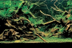 iaplc2007-18 iaplc2007-18