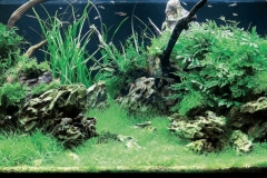 iaplc2007-19 iaplc2007-19