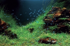 iaplc2007-2 iaplc2007-2